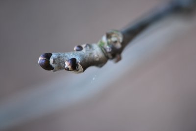 Maackia faurieri - mákie Faurieova - zimní pupeny